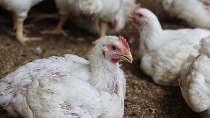 First Human Case of Bird Flu Without Animal Contact Confirmed in the U.S.